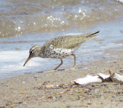 Spotted Sandpiper