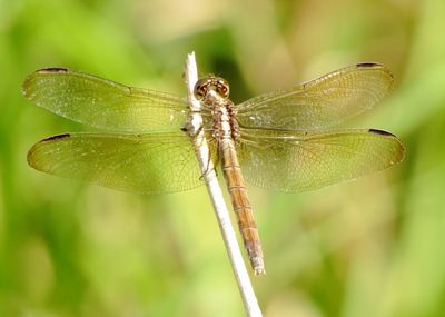 Band-Winged Dragonlet