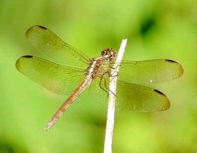 Band-Winged Dragonlet