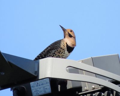 Northern Flicker