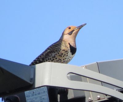 Northern Flicker