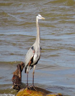 Great Blue Heron