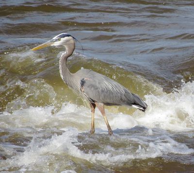 Great Blue Heron