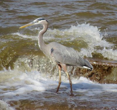 Great Blue Heron