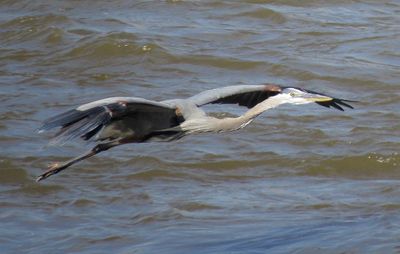 Great Blue Heron