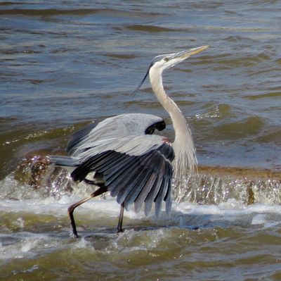 Great Blue Heron
