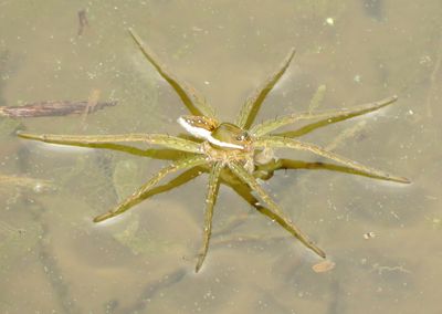 Six-Spotted Fishing Spider