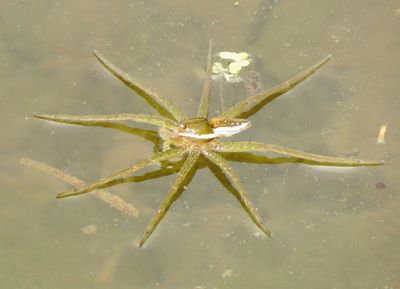 Six-Spotted Fishing Spider