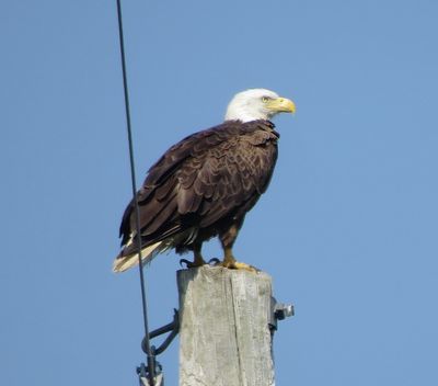 Bald Eagle