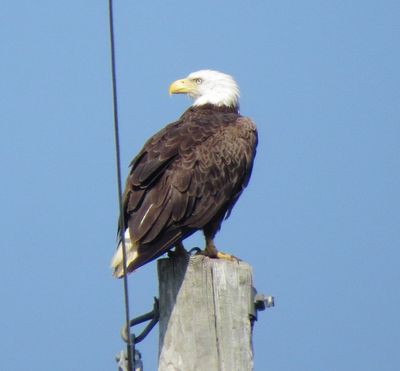Bald Eagle