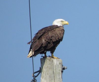 Bald Eagle