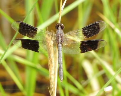 Band-Winged Dragonlet