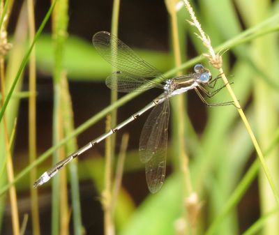 Southern Spreadwing