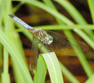 Blue Dasher