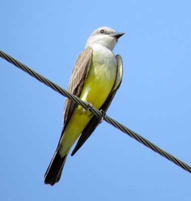 Western Kingbird