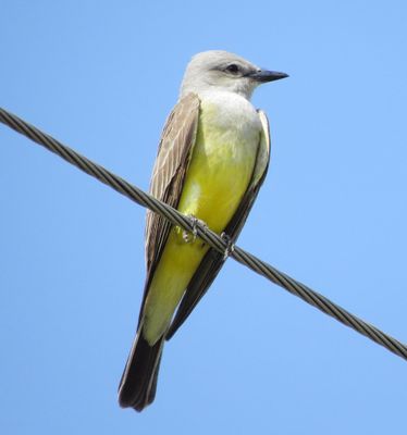 Western Kingbird