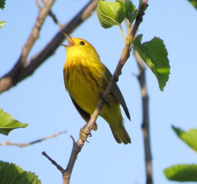 Yellow Warbler