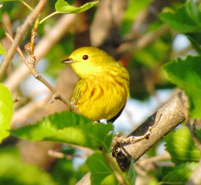 Yellow Warbler