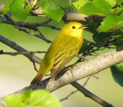 Yellow Warbler