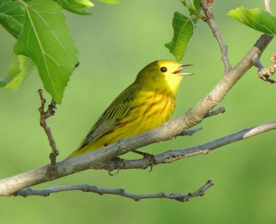 Yellow Warbler