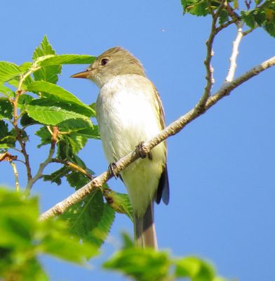 Traills Flycatcher