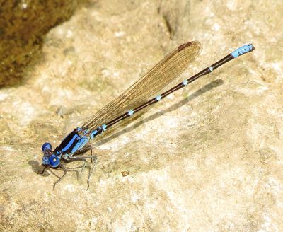 Blue-Ringed Dancer