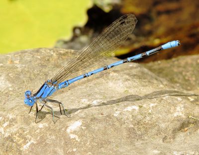 Springwater Dancer