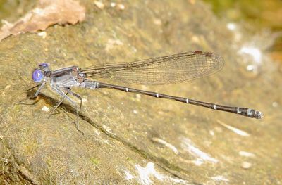 Dusky Dancer