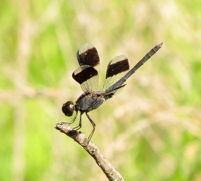 Band-Winged Dragonlet
