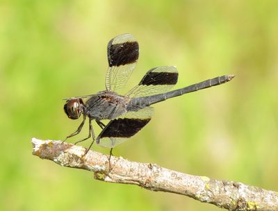 Band-Winged Dragonlet