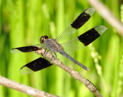 Band-Winged Dragonlet