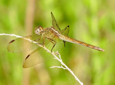 Band-Winged Dragonlet