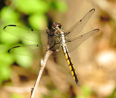 Great Blue Skimmer