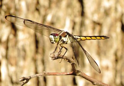Great Blue Skimmer