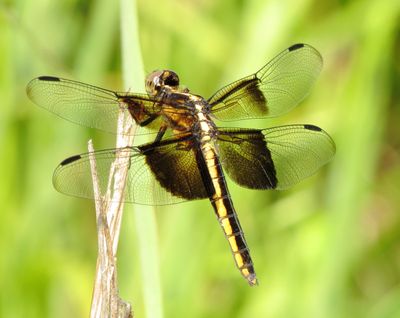 Widow Skimmer