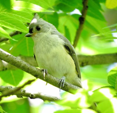 Tufted Titmouse