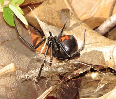 Southern Black Widow