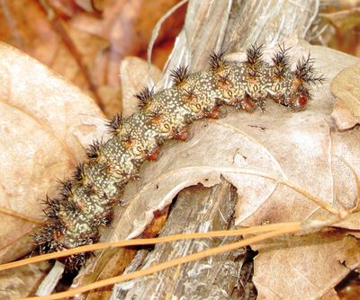 Buck Moth Caterpillar