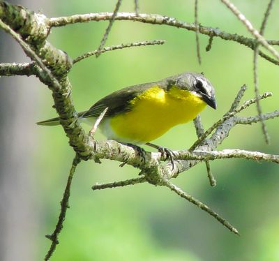 Yellow-Breasted Chat