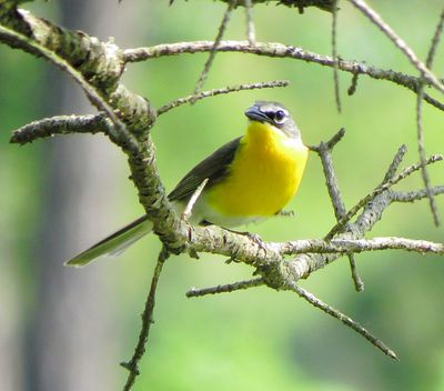Yellow-Breasted Chat