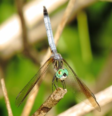 Blue Dasher