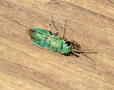 Smaragdula Species Group