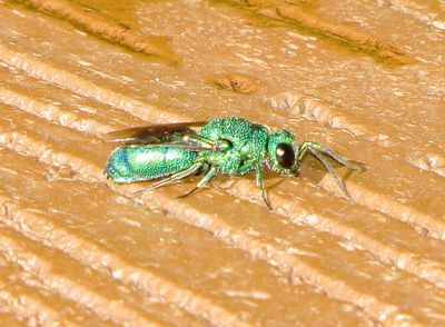 Smaragdula Species Group