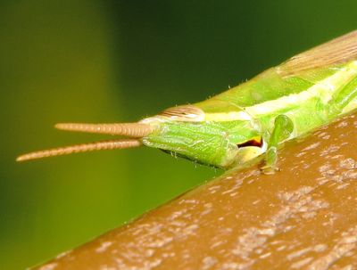 Cattail Toothpick Grasshopper
