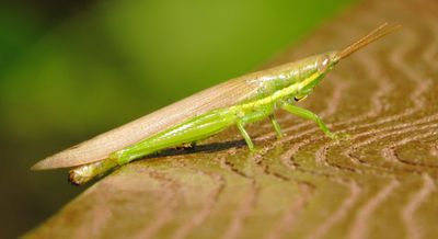 Cattail Toothpick Grasshopper