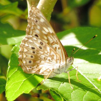 Hackberry Emperor