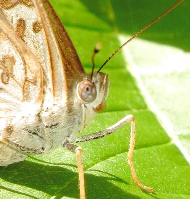 Hackberry Emperor