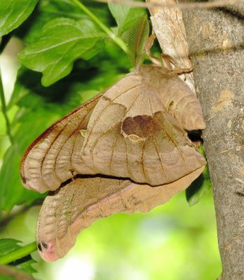 Polyphemus Moth