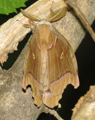 Polyphemus Moth