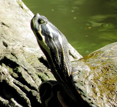 River Cooter